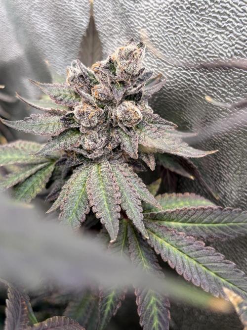 Trap God. Week 18
