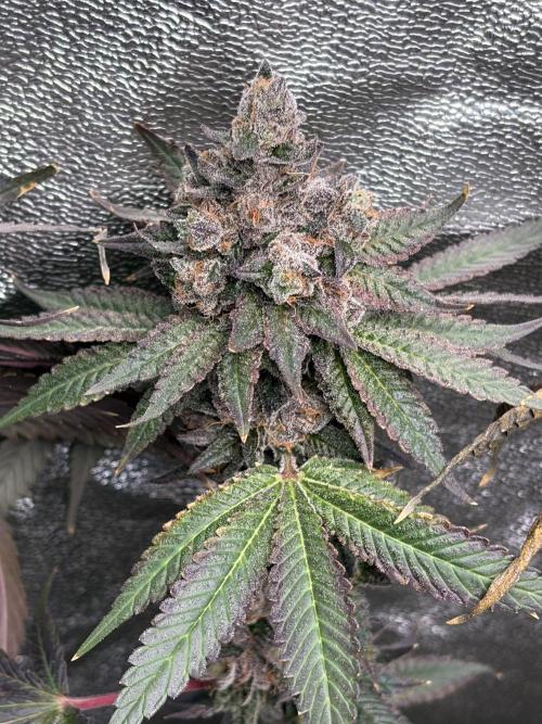 Trap God. Week 18