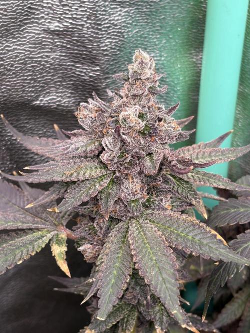 Trap God. Week 18