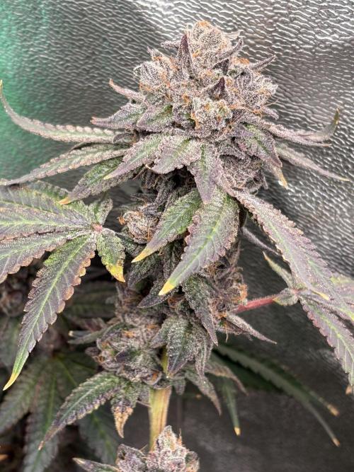 Trap God. Week 18