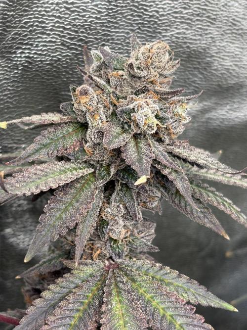 Trap God. Week 18