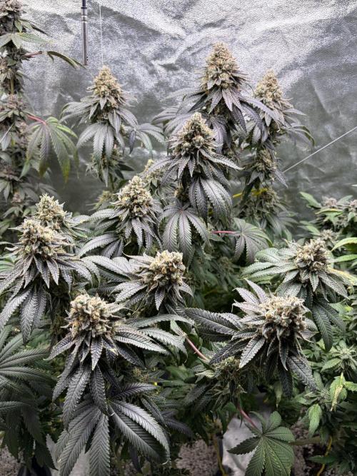 Candyland V2 s1. Week 19