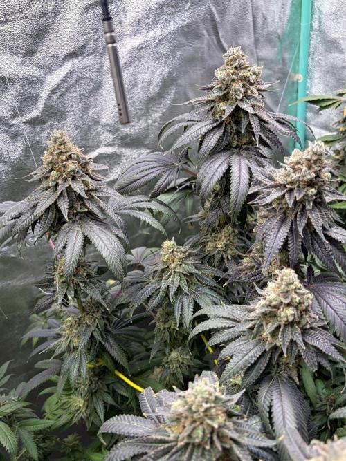 Candyland V2 s1. Week 19