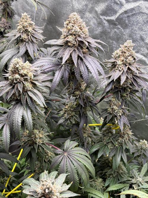 Candyland V2 s1. Week 19
