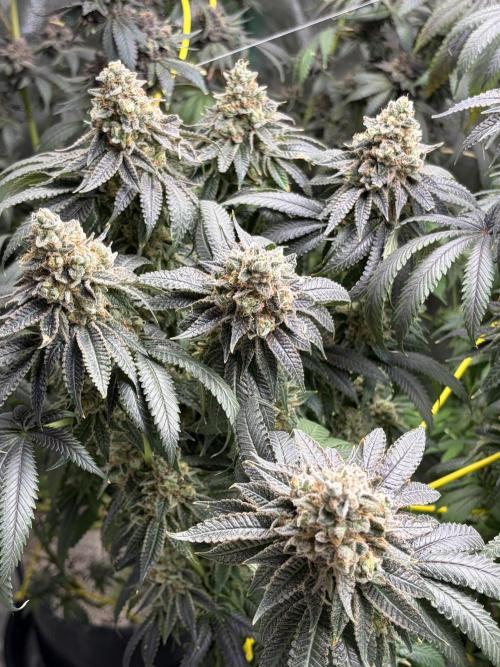 Candyland V2 s1. Week 19