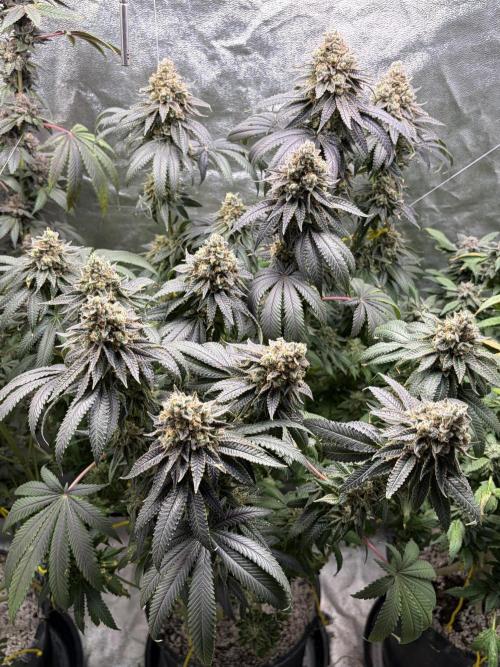 Candyland V2 s1. Week 19