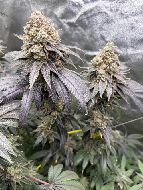 Candyland V2 s1. Week 19