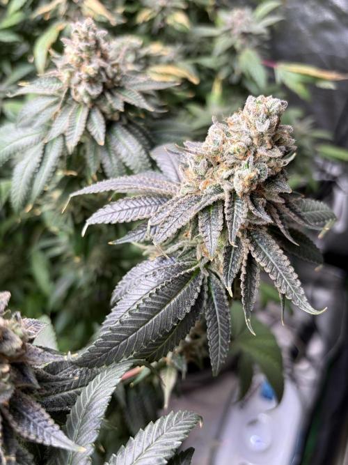Candyland V2 s1. Week 19