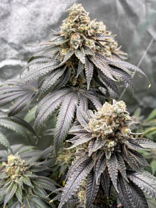 Candyland V2 s1. Week 19
