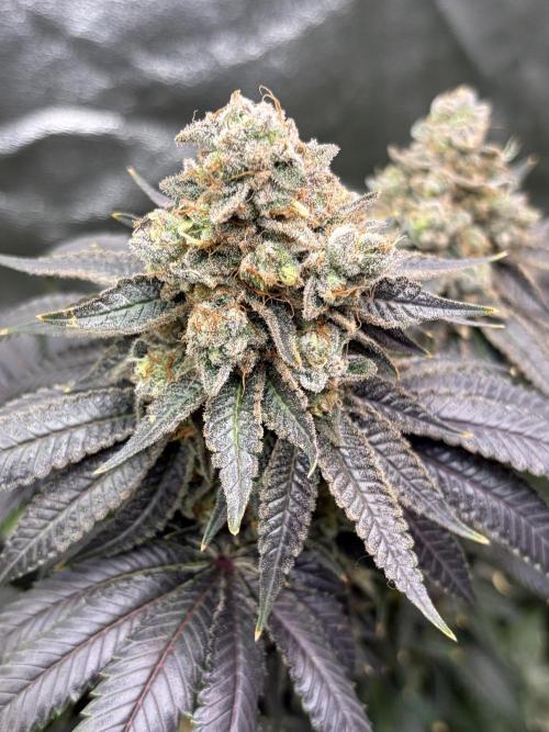 Candyland V2 s1. Week 19