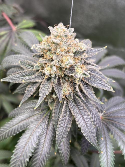 Candyland V2 s1. Week 19