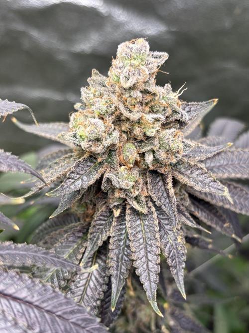 Candyland V2 s1. Week 19