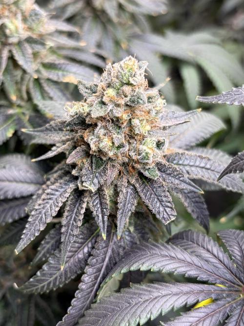 Candyland V2 s1. Week 19