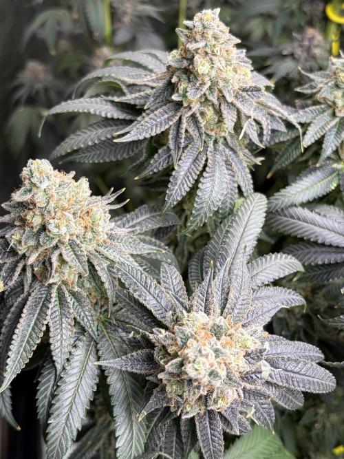Candyland V2 s1. Week 19