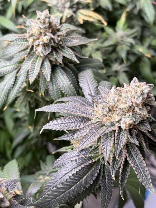 Candyland V2 s1. Week 19