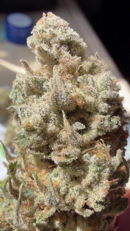 Kush Babies