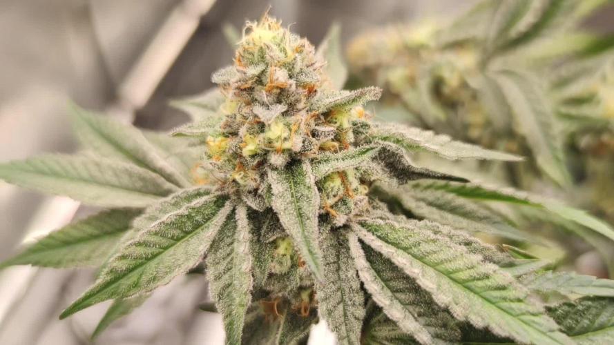 Super Buff Cherry & Georgia Pie