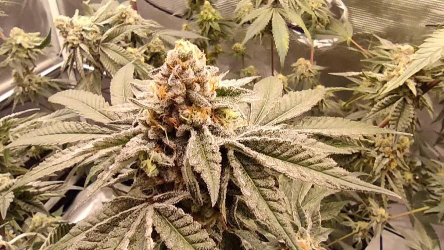 Super Buff Cherry & Georgia Pie