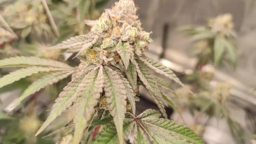 Super Buff Cherry & Georgia Pie