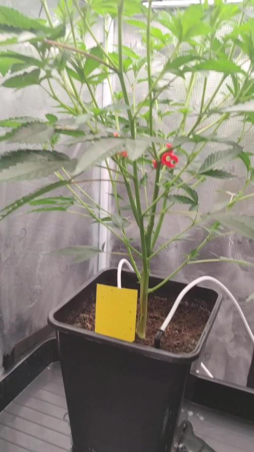 Super Buff Cherry #26 (Coco)