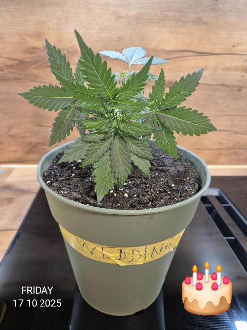 Wedding Cake Auto und Pink Rozay Auto. Week 3