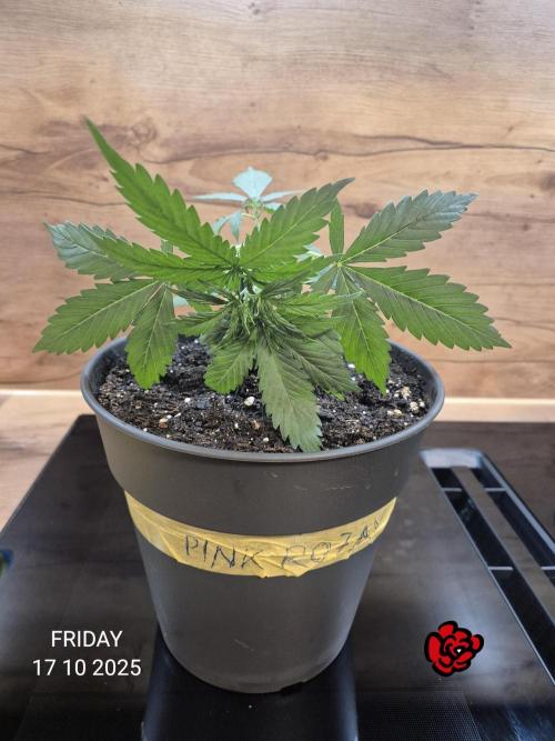 Wedding Cake Auto und Pink Rozay Auto. Week 3