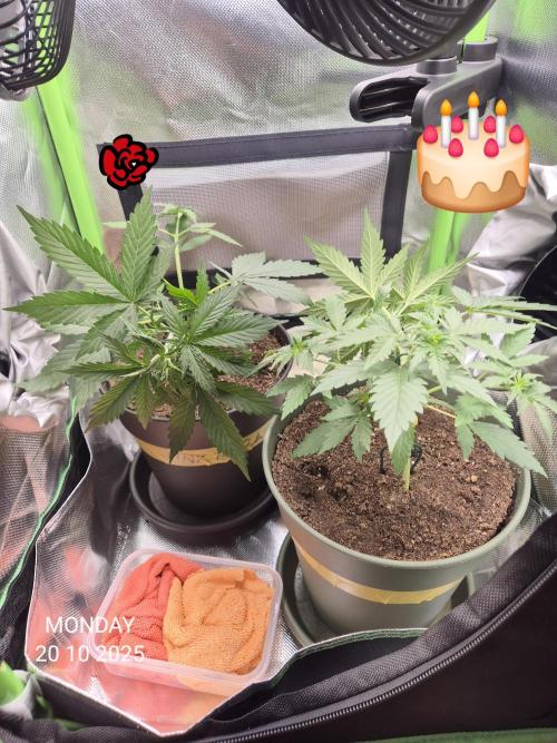 Wedding Cake Auto und Pink Rozay Auto. Week 4