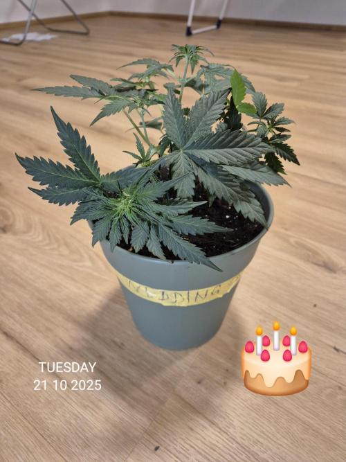 Wedding Cake Auto und Pink Rozay Auto. Week 4