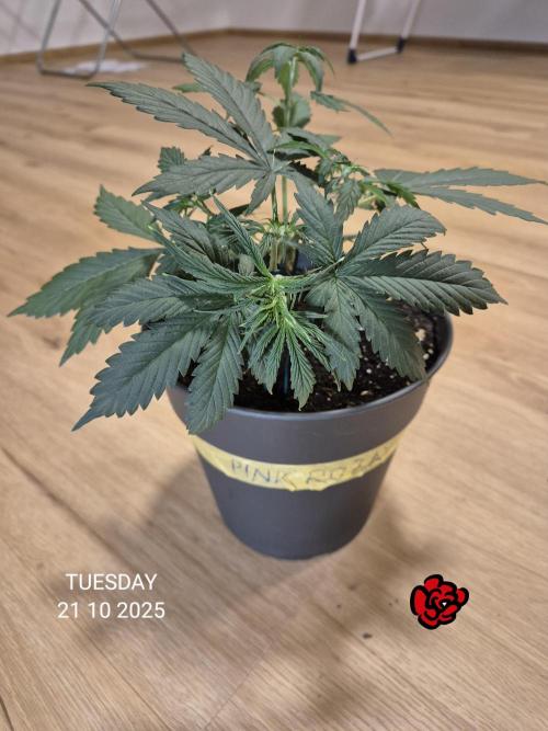 Wedding Cake Auto und Pink Rozay Auto. Week 4