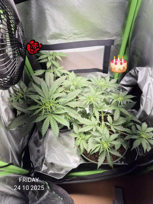 Wedding Cake Auto und Pink Rozay Auto. Week 4