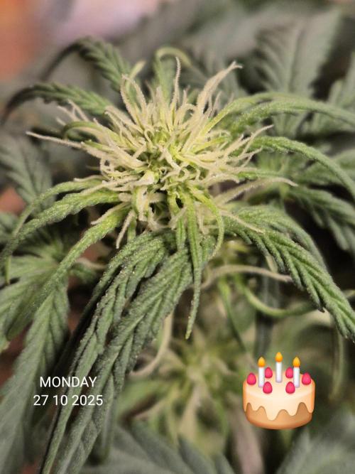 Wedding Cake Auto und Pink Rozay Auto. Week 5