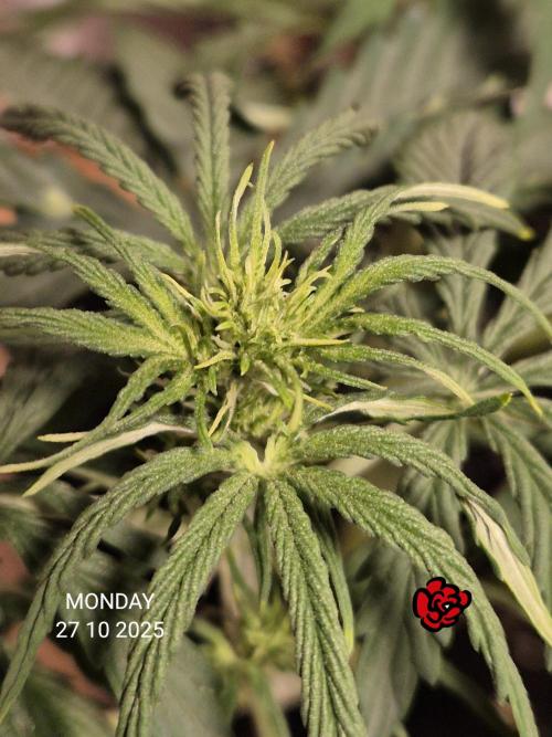 Wedding Cake Auto und Pink Rozay Auto. Week 5