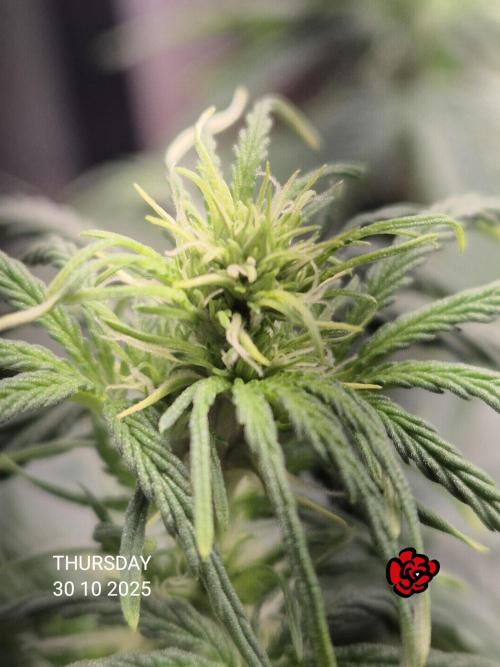 Wedding Cake Auto und Pink Rozay Auto. Week 5