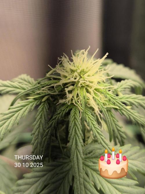 Wedding Cake Auto und Pink Rozay Auto. Week 5