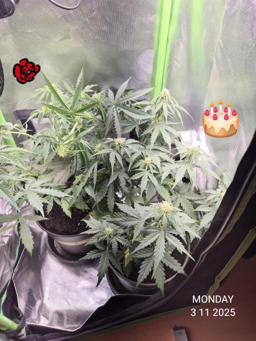 Wedding Cake Auto und Pink Rozay Auto. Week 6