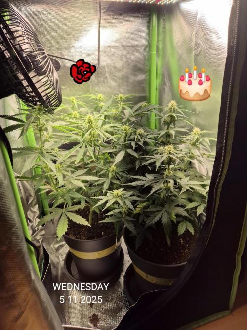 Wedding Cake Auto und Pink Rozay Auto. Week 6