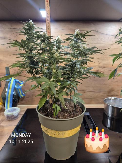 Wedding Cake Auto und Pink Rozay Auto. Week 7