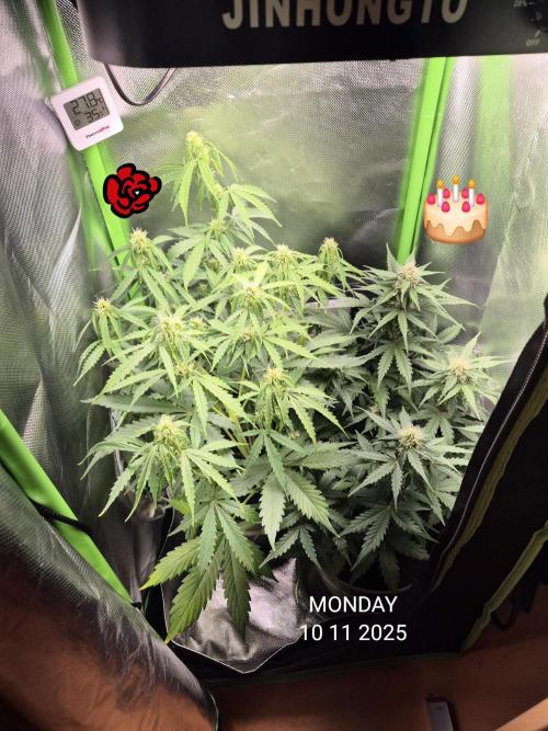 Wedding Cake Auto und Pink Rozay Auto. Week 7
