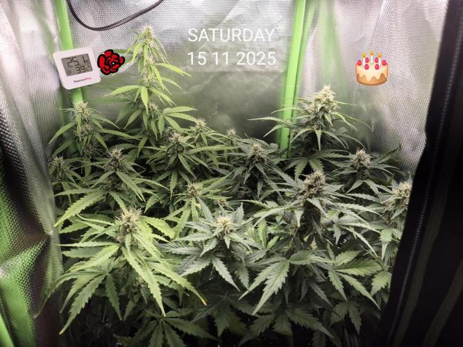 Wedding Cake Auto und Pink Rozay Auto. Week 7