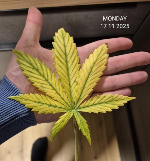 Wedding Cake Auto und Pink Rozay Auto. Week 8