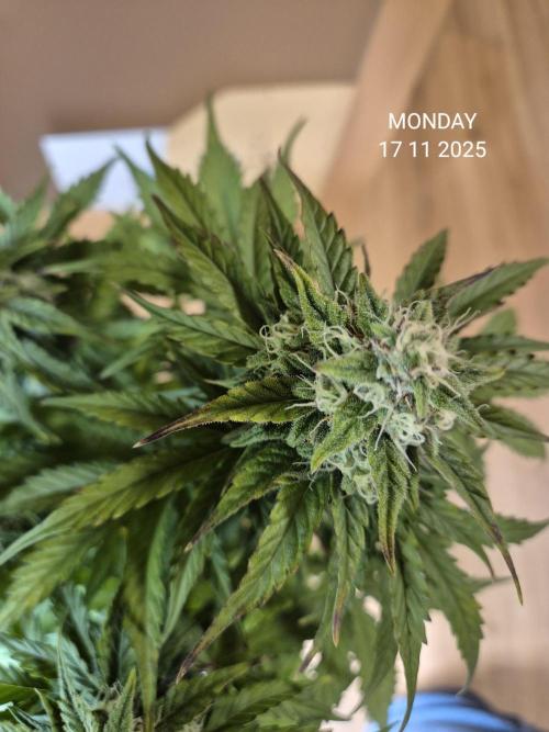 Wedding Cake Auto und Pink Rozay Auto. Week 8