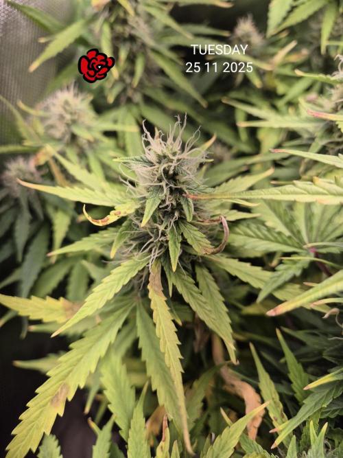 Wedding Cake Auto und Pink Rozay Auto. Week 9