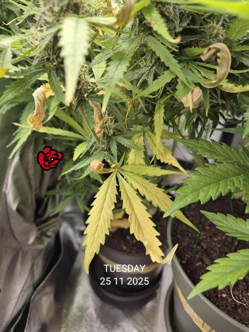 Wedding Cake Auto und Pink Rozay Auto. Week 9