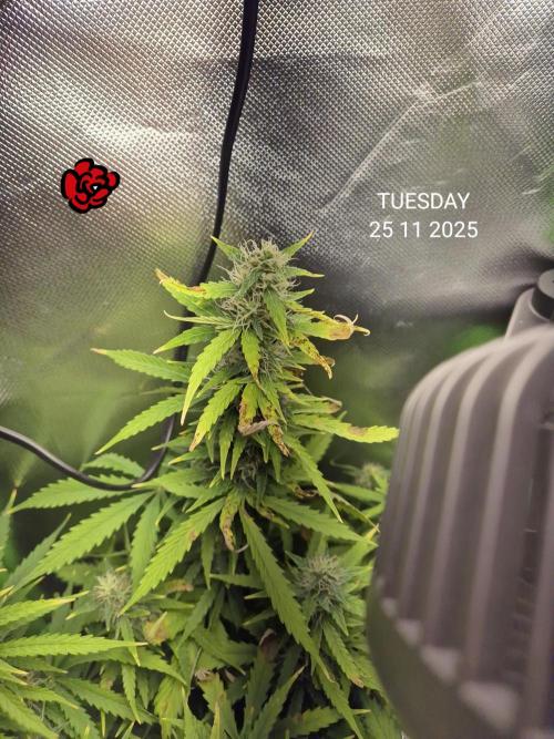 Wedding Cake Auto und Pink Rozay Auto. Week 9