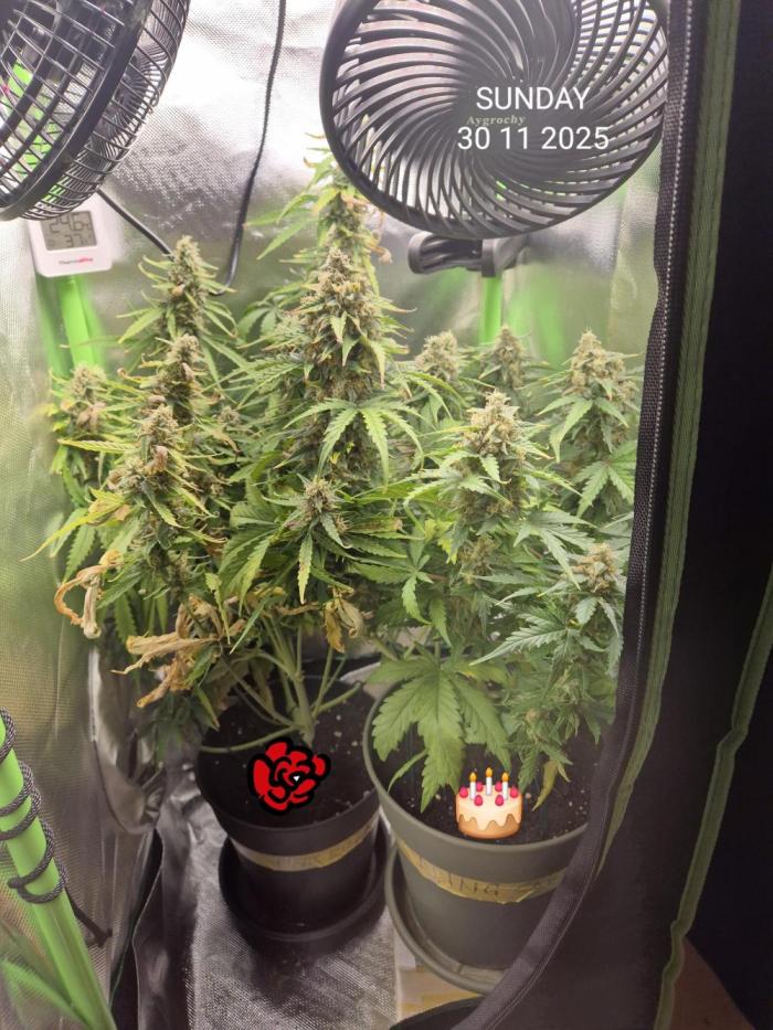 Wedding Cake Auto und Pink Rozay Auto. Week 10