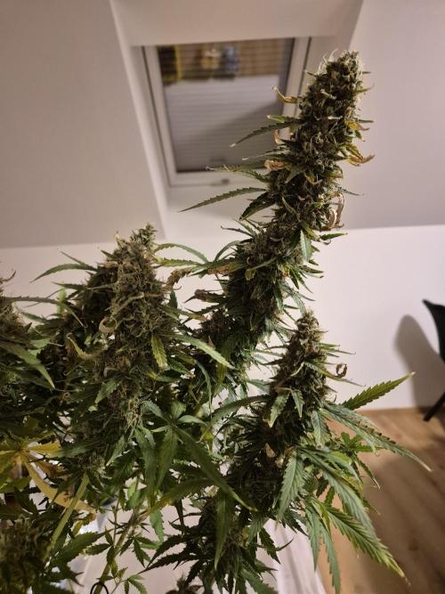 Wedding Cake Auto und Pink Rozay Auto. Week 12