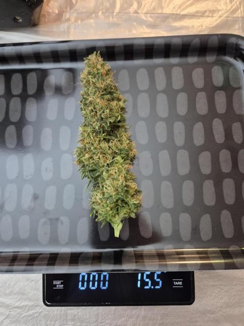 Wedding Cake Auto und Pink Rozay Auto. Week 12