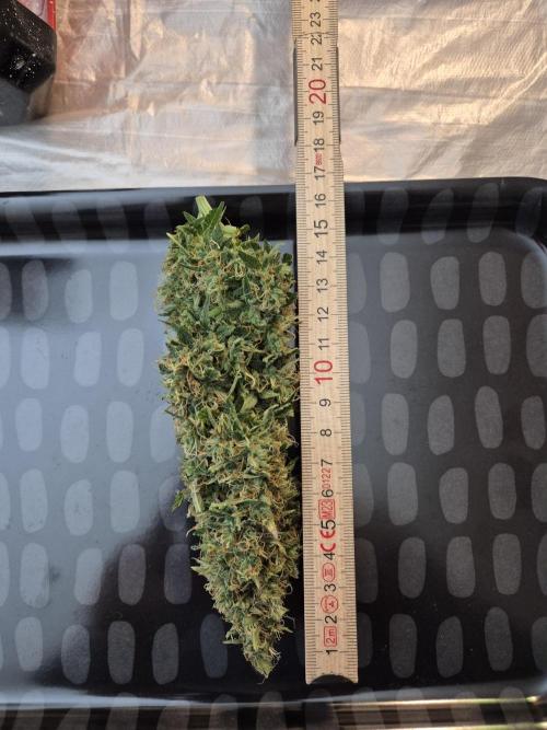 Wedding Cake Auto und Pink Rozay Auto. Week 12