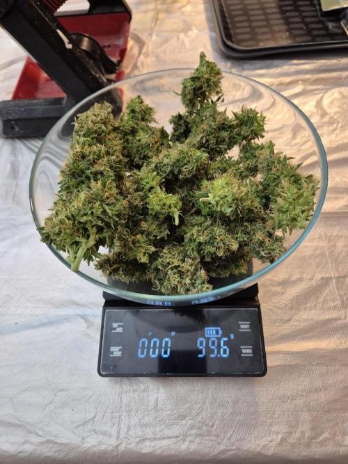 Wedding Cake Auto und Pink Rozay Auto. Week 12