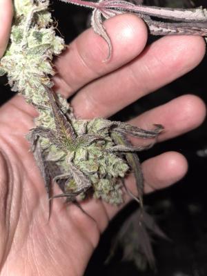 Comment by AnonymousNUGZ photo #1